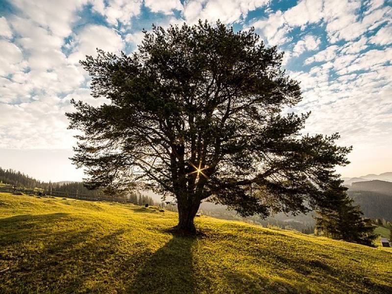 “Nella natura tutto il mondo è una farmacia che non possiede neppure un tetto.”