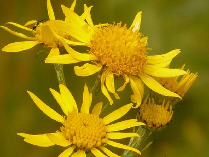 Arnica montana