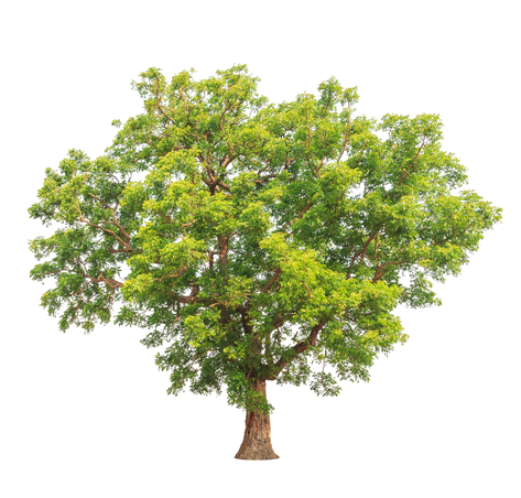 albero di neem