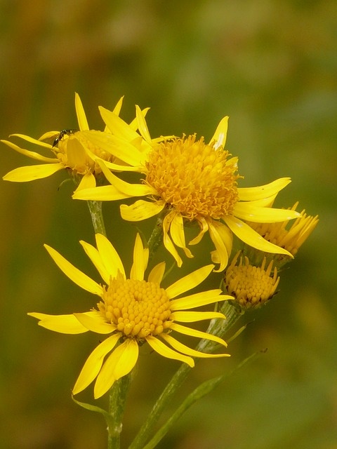 Arnica montana