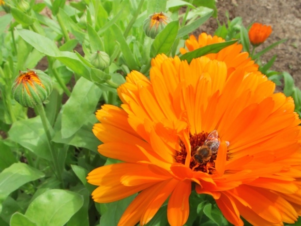 Calendula fiore