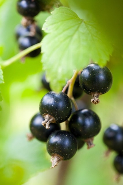 ribes nero per prevenire l'allergia