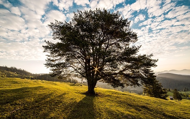 Albero della vita